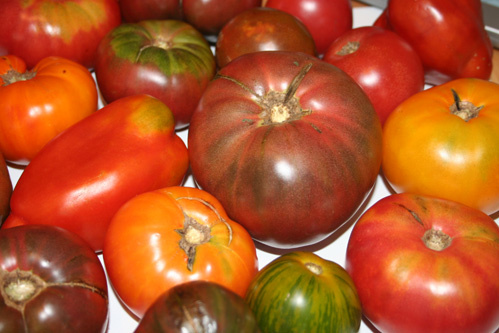 Types Of Tomato